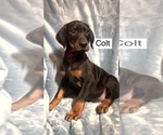 Small #4 Doberman Pinscher