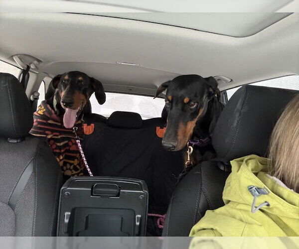 Medium Photo #5 Doberman Pinscher Puppy For Sale in Aurora, OH, USA