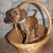 Small Photo #8 Irish Setter Puppy For Sale in BEARTOWN, PA, USA