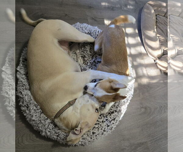 Medium Photo #2 Mutt Puppy For Sale in Spring Lake, NC, USA