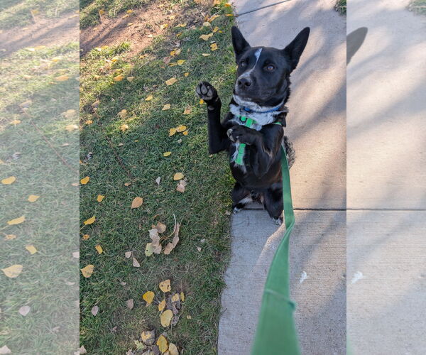 Medium Photo #2 Red Heeler-Unknown Mix Puppy For Sale in Laramie, WY, USA