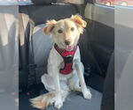 Small #1 Australian Shepherd Mix