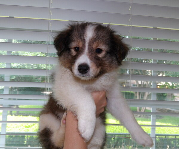 Medium Photo #1 Shetland Sheepdog Puppy For Sale in DALLAS, TX, USA