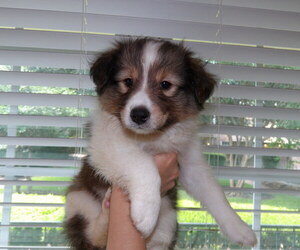 Shetland Sheepdog Puppy for sale in DALLAS, TX, USA