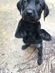 Small Photo #7 German Shorthaired Lab Puppy For Sale in FRIENDSWOOD, TX, USA