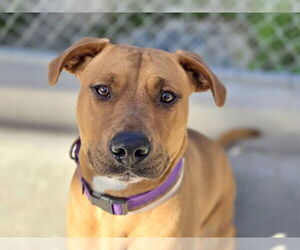 Mutt Dogs for adoption in Martinez, CA, USA