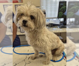Lhasa Apso-Unknown Mix Dogs for adoption in Lodi, CA, USA