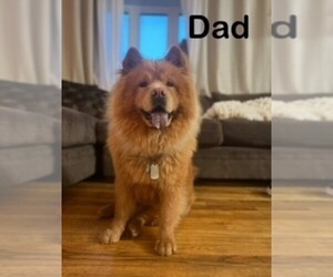 Father of the Chow Chow puppies born on 04/06/2024