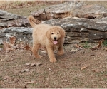 Small Photo #9 Goldendoodle Puppy For Sale in BRIGHTON, MO, USA