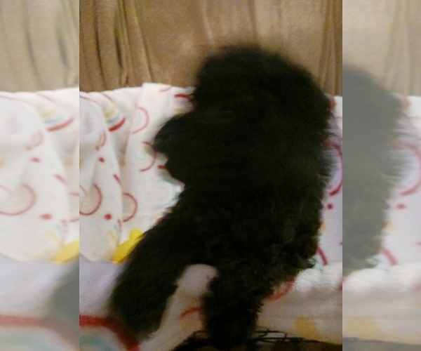 Full screen Photo #9 Poodle (Toy) Puppy For Sale in SAVANNAH, GA, USA