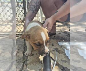 American Staffordshire Terrier Dogs for adoption in San Antonio, TX, USA