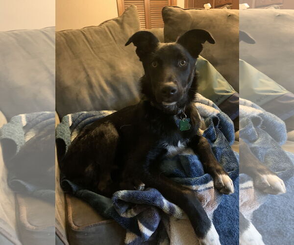 Medium Photo #6 Australian Shepherd-Unknown Mix Puppy For Sale in Minneapolis, MN, USA