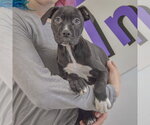Small #4 American Staffordshire Terrier-Boxer Mix