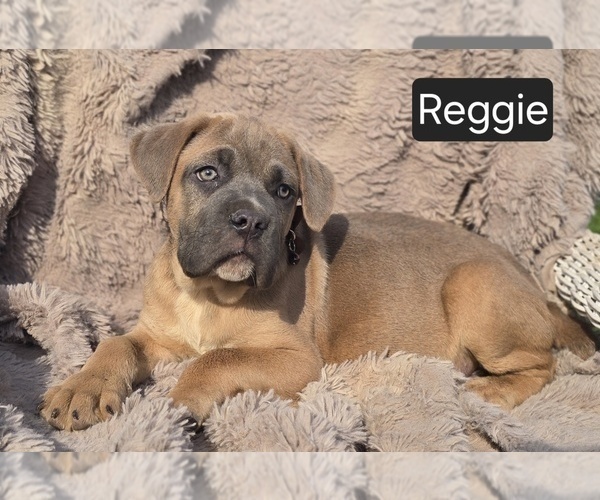 Medium Photo #3 Cane Corso Puppy For Sale in MINERAL WELLS, WV, USA