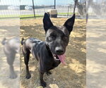 Small #2 German Shepherd Dog Mix
