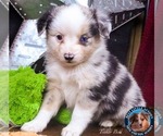Small Photo #1 Miniature Australian Shepherd Puppy For Sale in GRANBURY, TX, USA