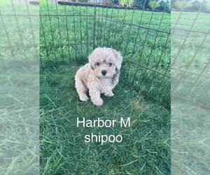 Cavapoo (Miniature) Dogs for adoption in Studio City, CA, USA