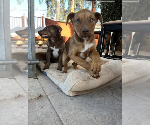 Medium Photo #1 Labrador Retriever-Unknown Mix Puppy For Sale in Dana Point, CA, USA
