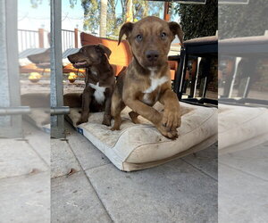 Labrador Retriever-Unknown Mix Dogs for adoption in Dana Point, CA, USA