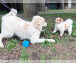 Small #5 Great Pyrenees