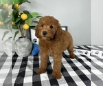 Small #1 Goldendoodle (Miniature)
