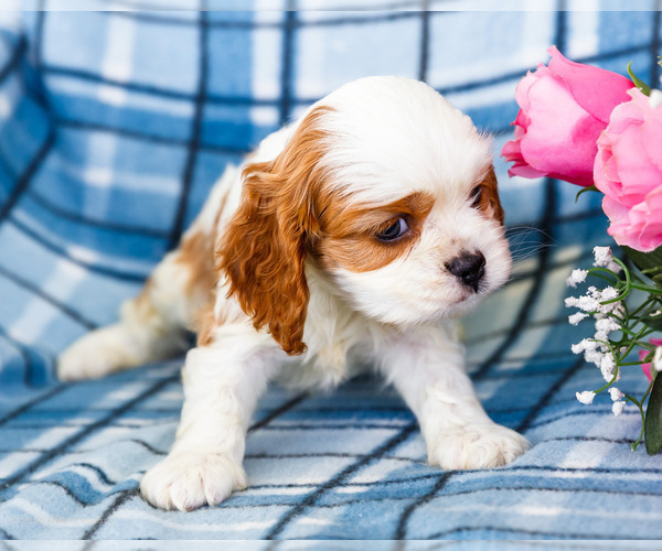 Medium Photo #3 Cockalier Puppy For Sale in WAKARUSA, IN, USA