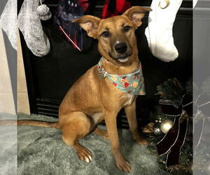 Calliope #miss-congeniality - Female Australian Kelpie-Unknown Mix Dog for Adoption - Photo #6