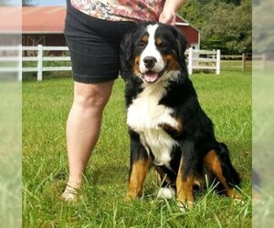 Father of the Great Bernese puppies born on 05/29/2019