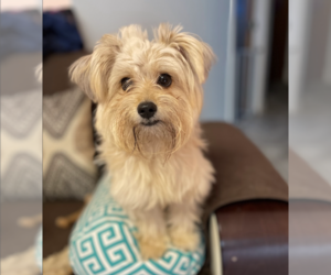 Leona - Female Shih Tzu-Unknown Mix Dog for Adoption - Photo #3