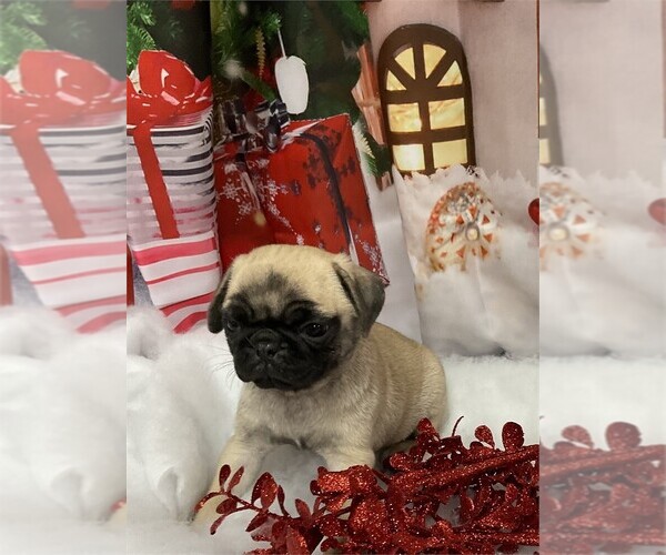 Medium Photo #10 Pug Puppy For Sale in PEMBROKE PINES, FL, USA