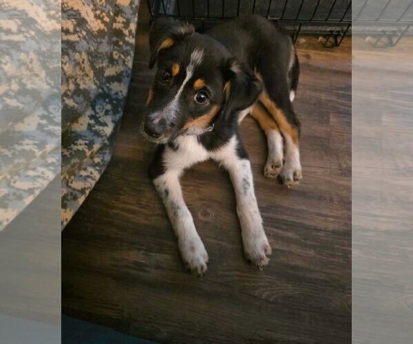 Medium Photo #1 Mutt Puppy For Sale in New London, WI, USA