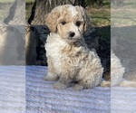 Small Photo #2 Bichpoo Puppy For Sale in PRINCETON, KY, USA