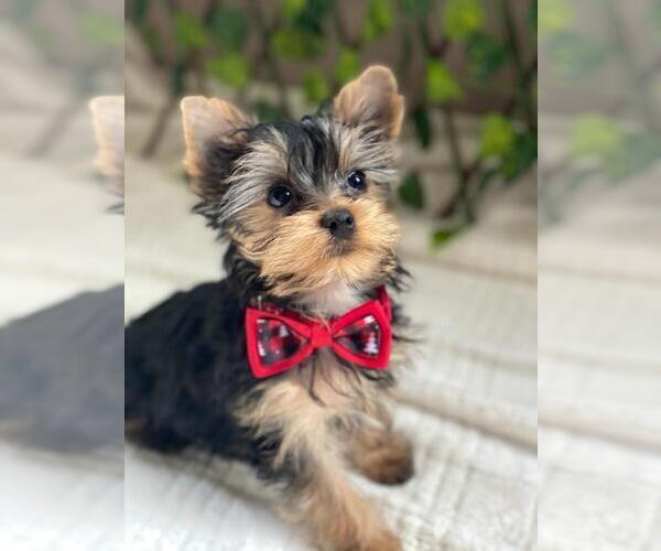 Medium Photo #12 Yorkshire Terrier Puppy For Sale in PALO ALTO, CA, USA