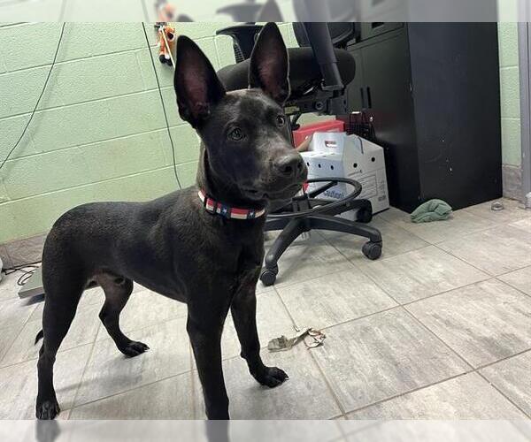 Medium Photo #1 American Staffordshire Terrier-Unknown Mix Puppy For Sale in Grand Prairie, TX, USA