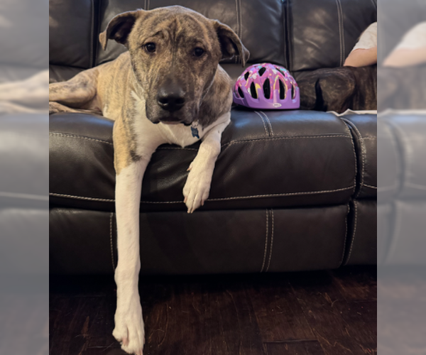 Medium Photo #3 Great Pyrenees-Unknown Mix Puppy For Sale in Denton, TX, USA