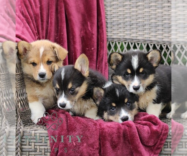 Medium Photo #2 Pembroke Welsh Corgi Puppy For Sale in LANDISBURG, PA, USA