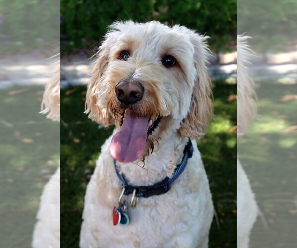 Medium Photo #2 Goldendoodle Puppy For Sale in Glendale , AZ, USA