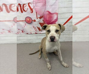 Mutt Dogs for adoption in San Bernardino, CA, USA