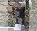 Small #4 American Pit Bull Terrier-Weimaraner Mix