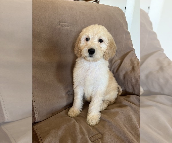 Medium Photo #1 Goldendoodle Puppy For Sale in PARKER, CO, USA