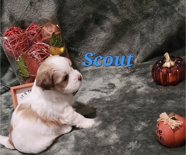 Medium Photo #4 Havanese Puppy For Sale in ALBION, PA, USA
