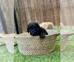 Small Photo #30 Goldendoodle (Miniature) Puppy For Sale in HALTOM CITY, TX, USA