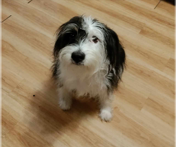 Medium Photo #2 Mutt Puppy For Sale in Cranston, RI, USA