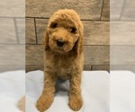 Small Photo #2 Goldendoodle-Poodle (Standard) Mix Puppy For Sale in RICHMOND, IL, USA