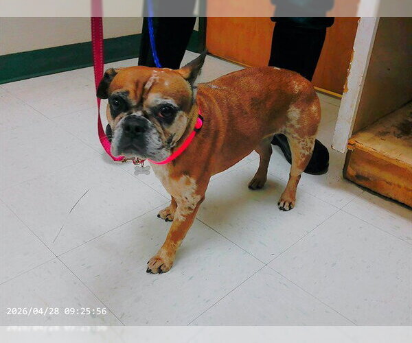 Medium Photo #1 French Bulldog-Unknown Mix Puppy For Sale in Oroville, CA, USA