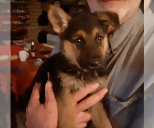 German Shepherd Dog Puppy for Sale in GREENSBURG, Pennsylvania USA