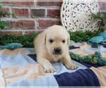 Small #3 Golden Retriever