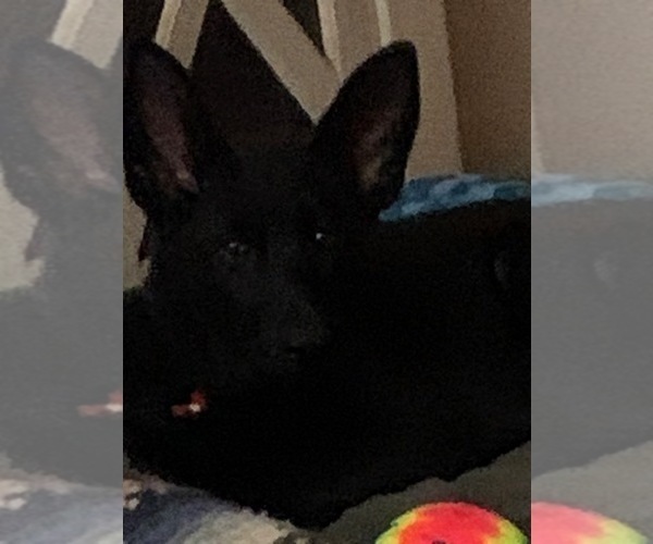 Medium Photo #3 German Shepherd Dog Puppy For Sale in BOKOSHE, OK, USA