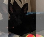 Small #2 German Shepherd Dog
