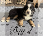 Small Photo #9 Miniature Australian Shepherd Puppy For Sale in SALISBURY, NC, USA